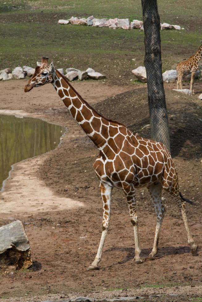 giraffe nello zoo foto