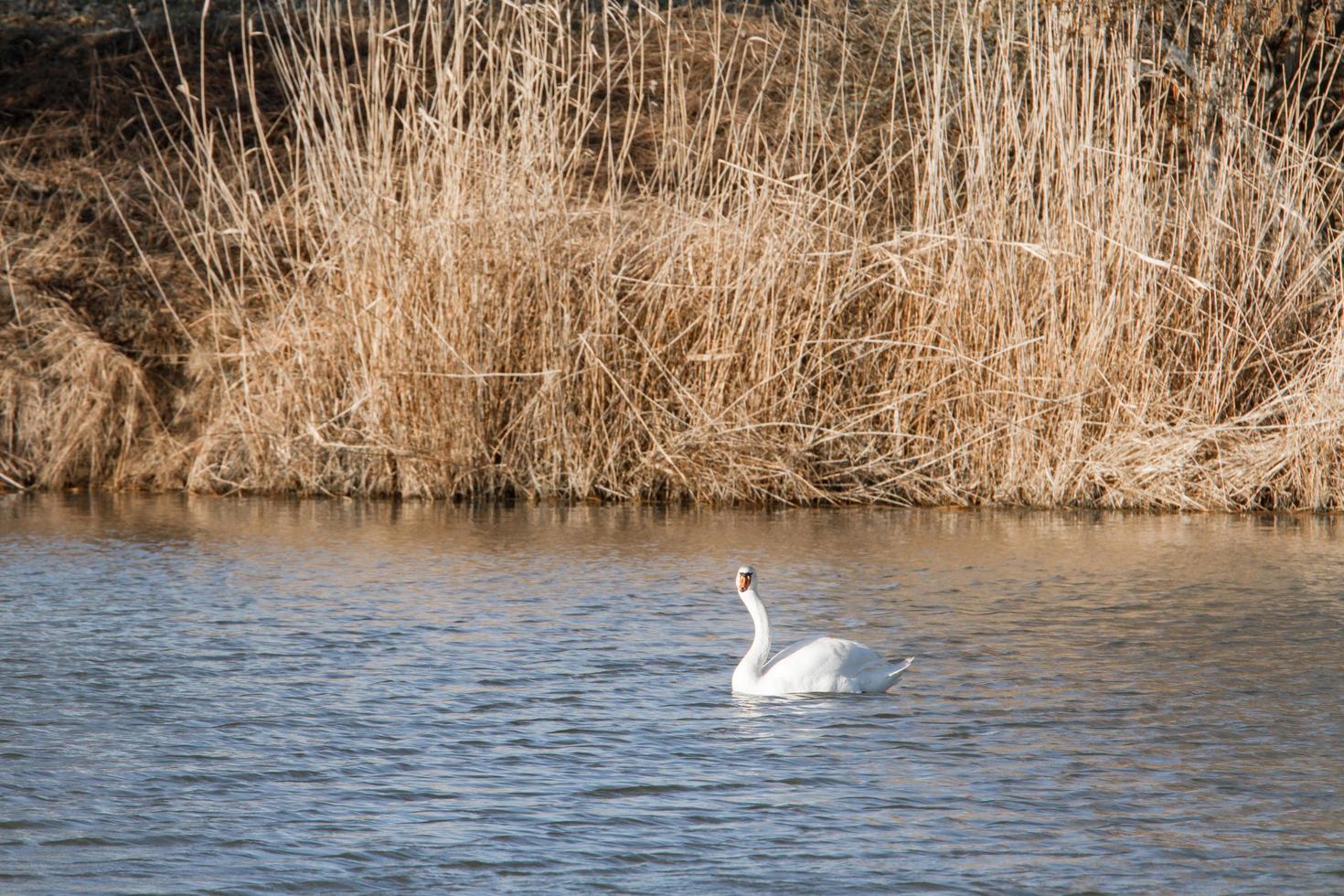 cigno sullo stagno foto