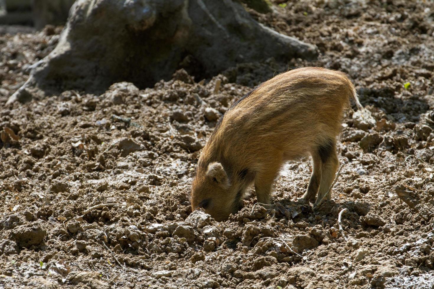 ritratto di cinghiale foto