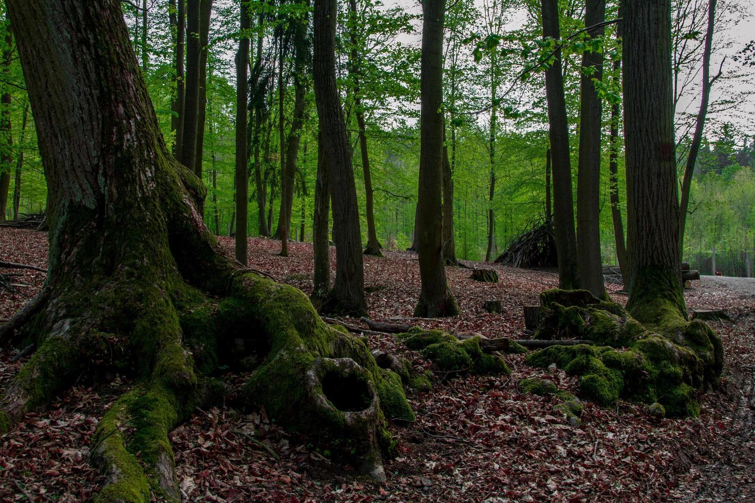 grandi radici di albero foto