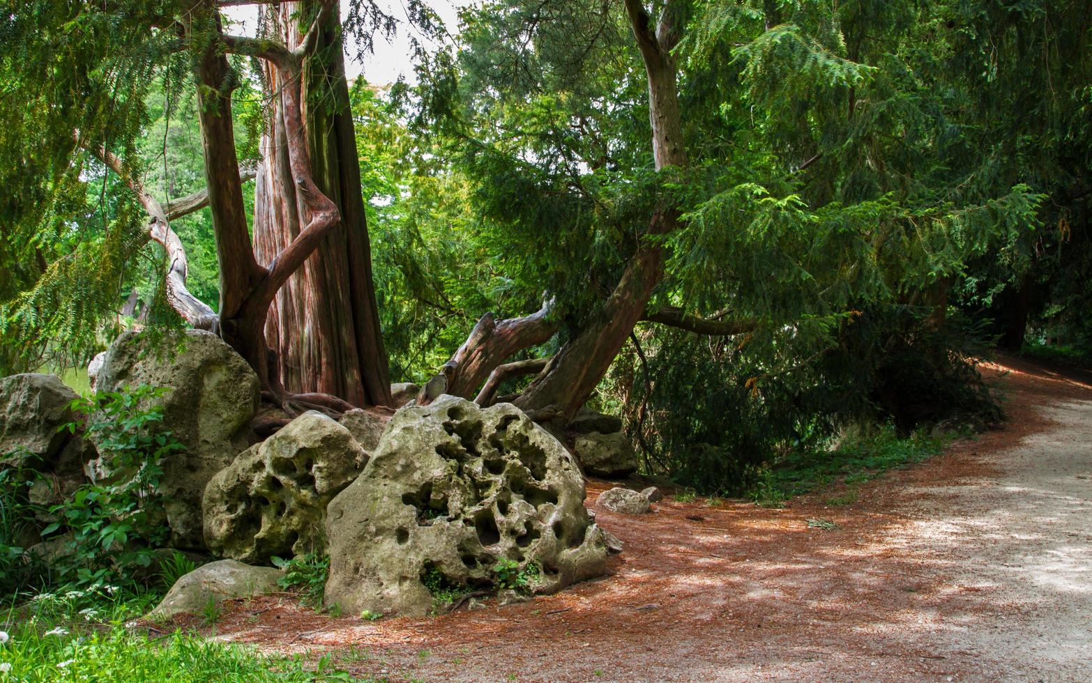 pietra perforata nella foresta foto