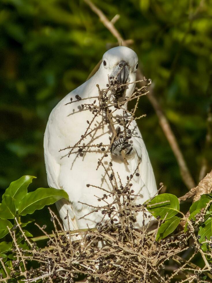 crestato di zolfo cacatua nel Australia foto