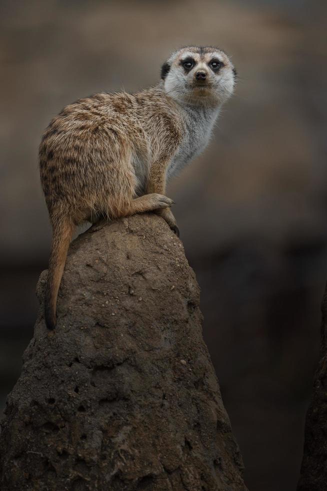 suricato su pietra foto