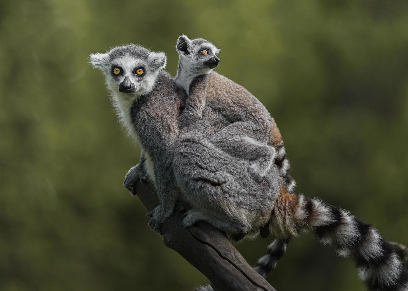 Lemure dalla coda ad anello foto