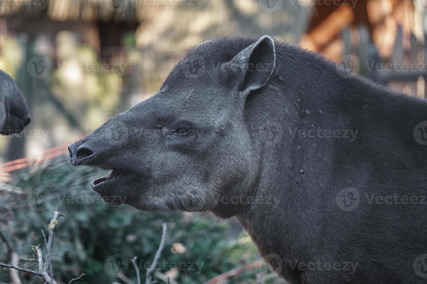 tapiro sudamericano foto