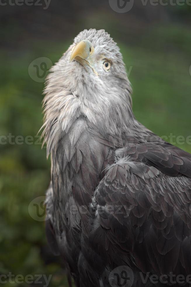 aquila dalla coda bianca foto