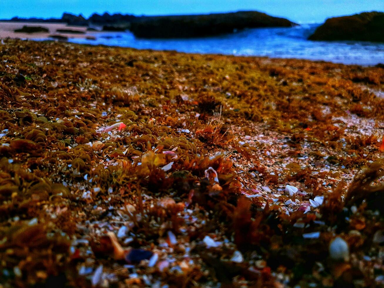 mare impianti su il rocce foto