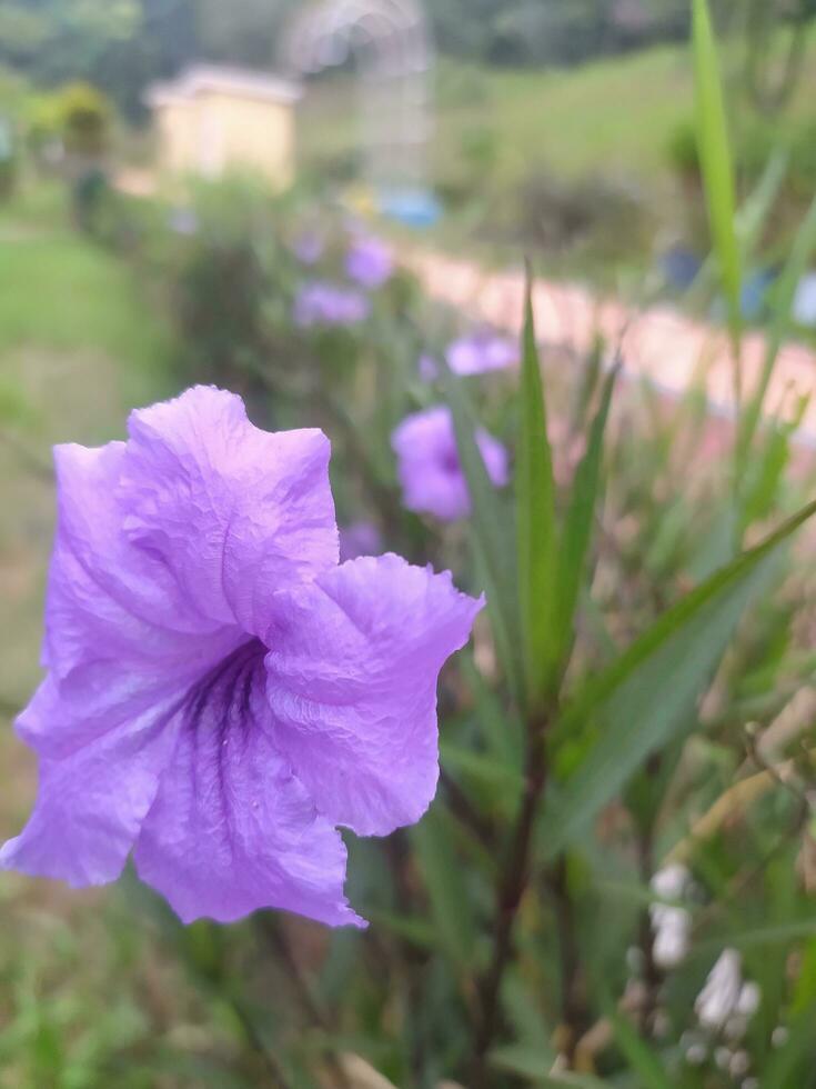 Questo viola fiore è conosciuto nel Indonesia come kencana ungu. ruellia semplice, il messicano petunia, messicano campanula o di britton selvaggio petunia, è un' specie di fioritura pianta nel il famiglia acantacea foto