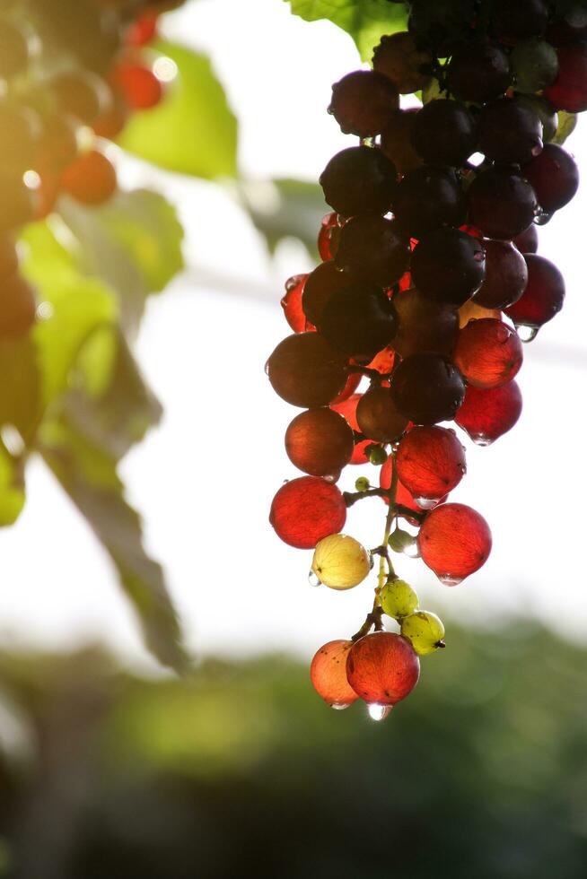 maturo uva sospeso su vigneti di uva alberi foto