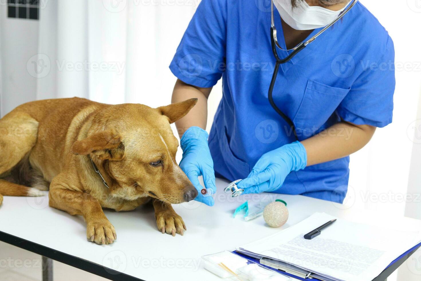 cane su visita medica tavolo di veterinario clinica. veterinario cura. veterinario medico e cane. foto