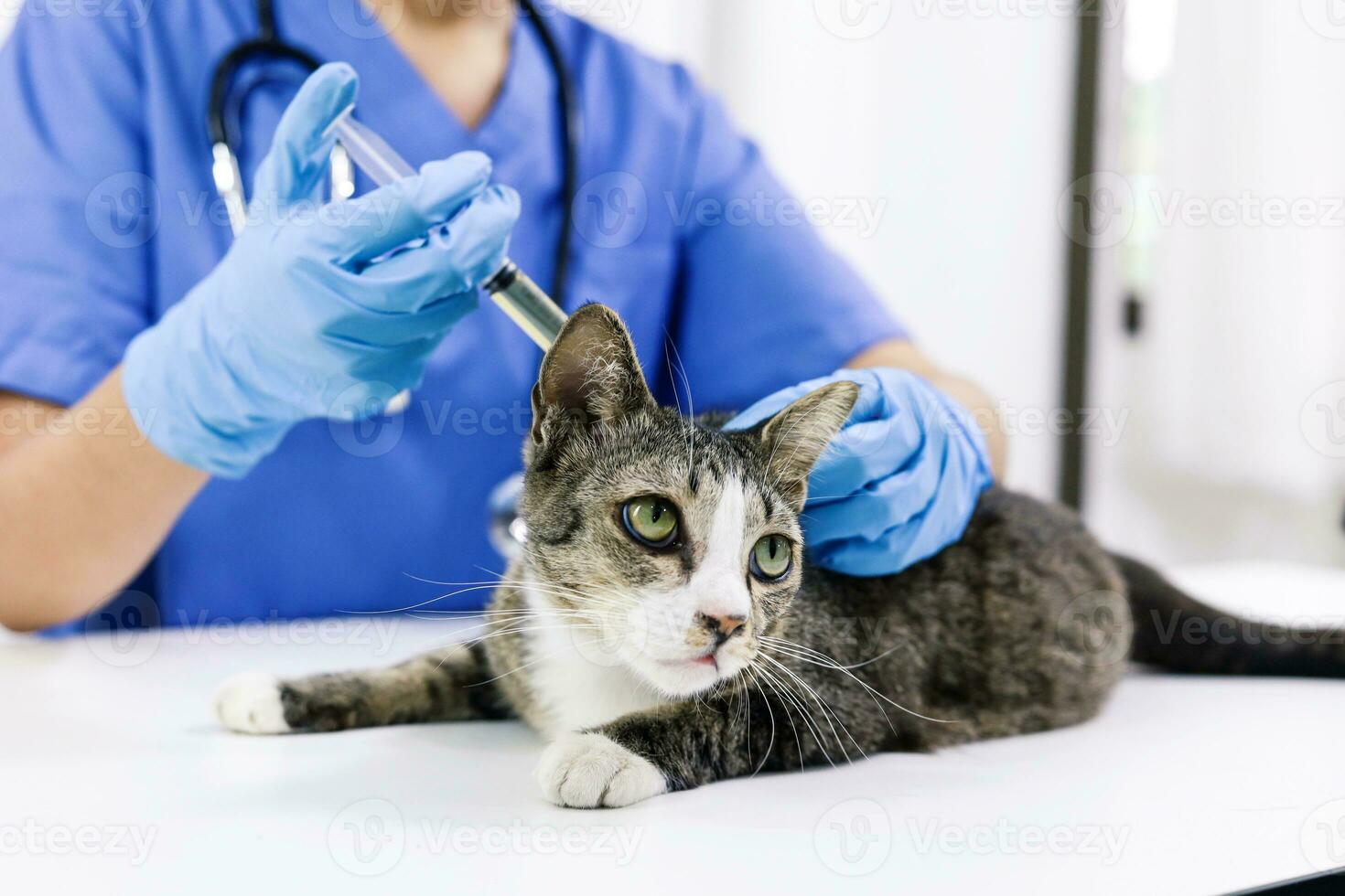 gatto su visita medica tavolo di veterinario clinica. veterinario cura. veterinario medico e gatto. foto