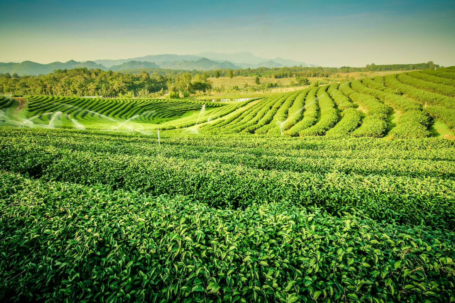 giardino del tè verde foto