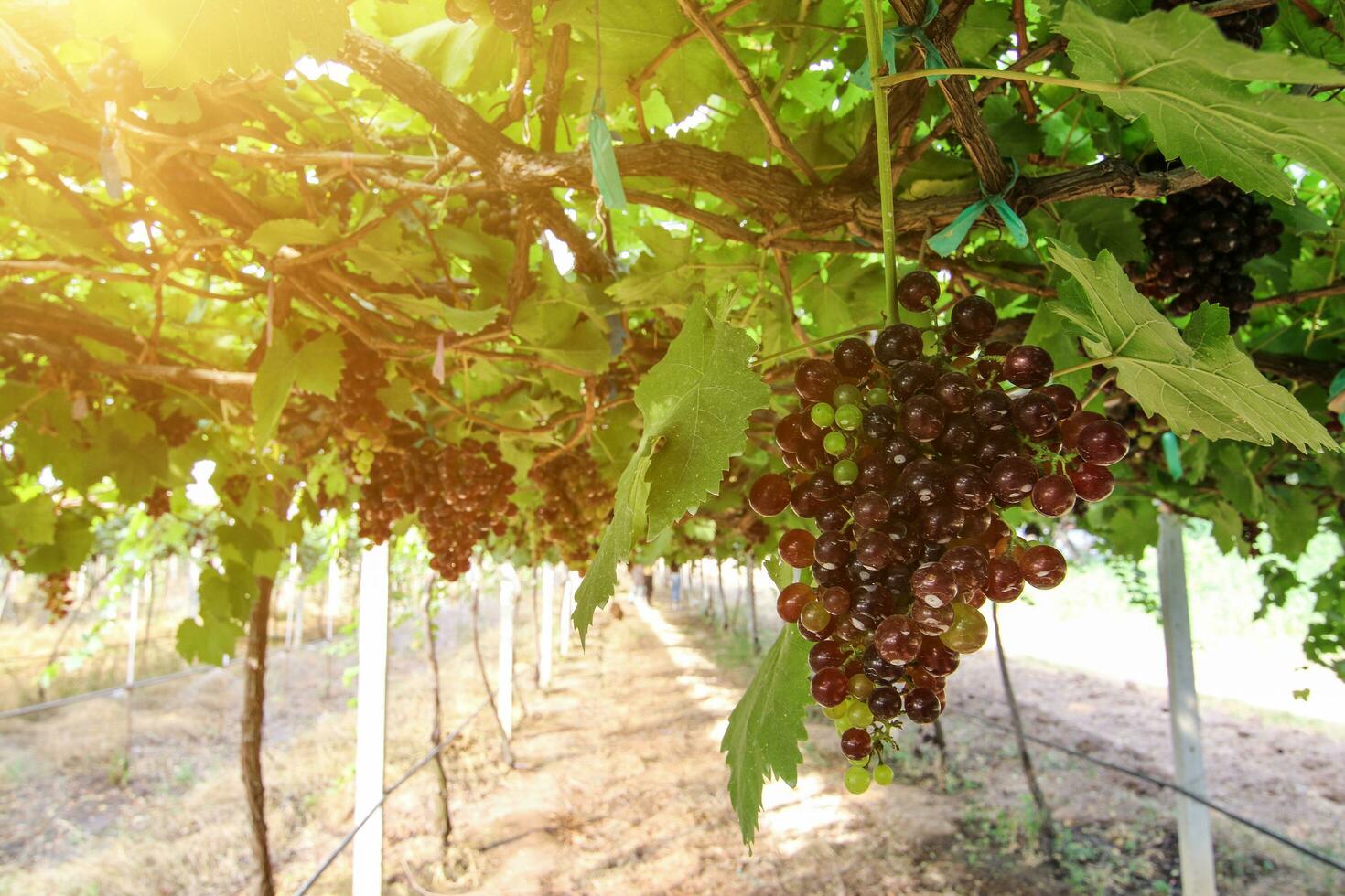 maturo uva sospeso su vigneti di uva alberi foto