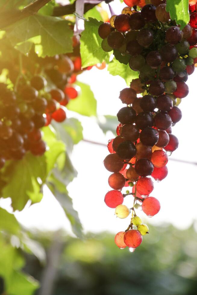 maturo uva sospeso su vigneti di uva alberi foto