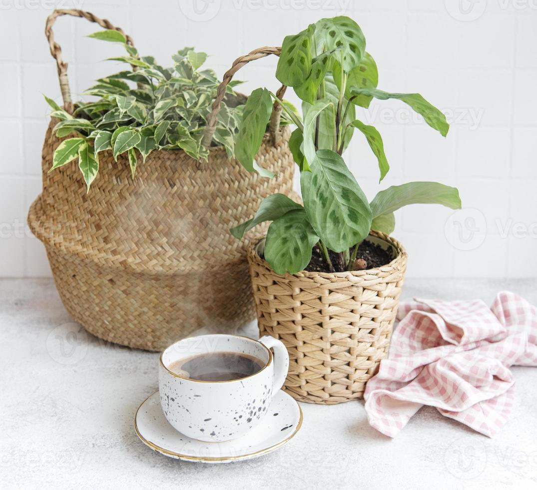 ficus benjamin in un cesto di paglia maranta kerchoveana e una tazza di caffè foto