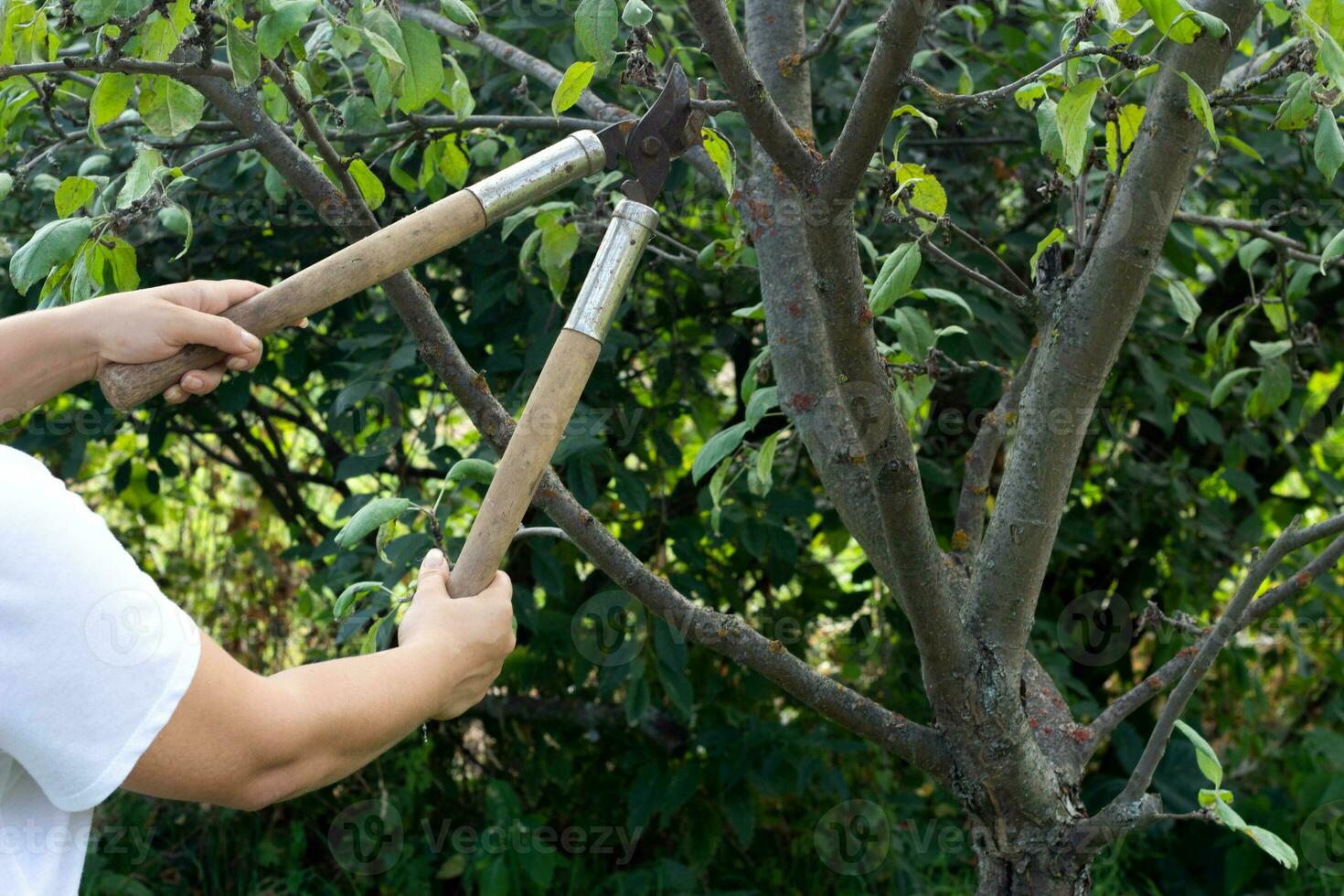 donna tagli il rami Mela albero grande cesoie foto