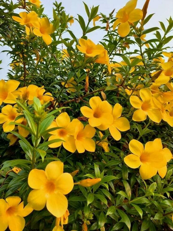 fioritura fiore nel natura foto