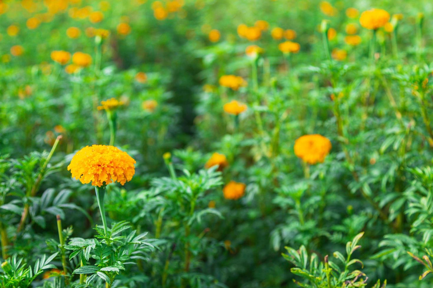 campi di calendula al mattino foto