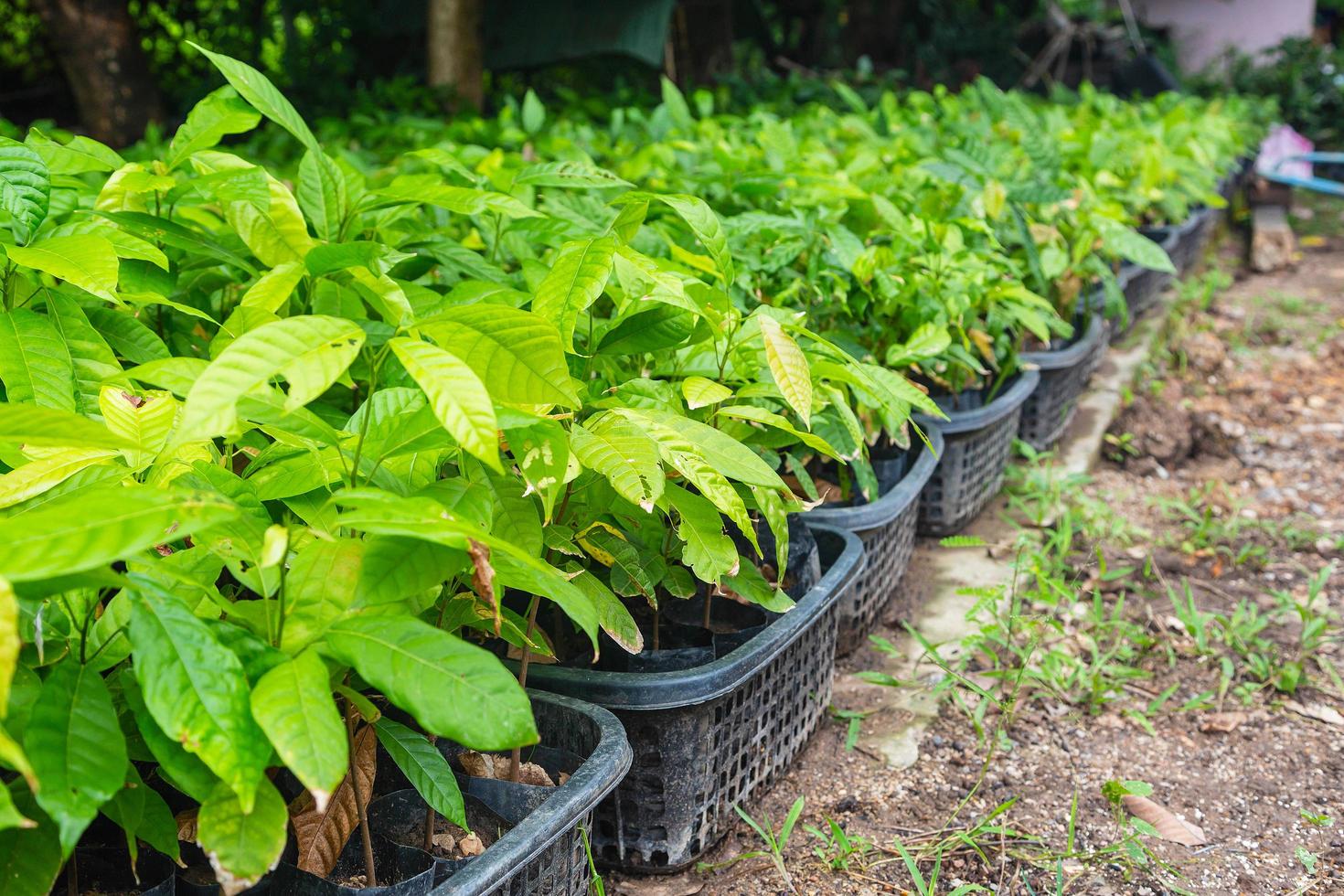 piantine di alberi di cacao nel vivaio foto