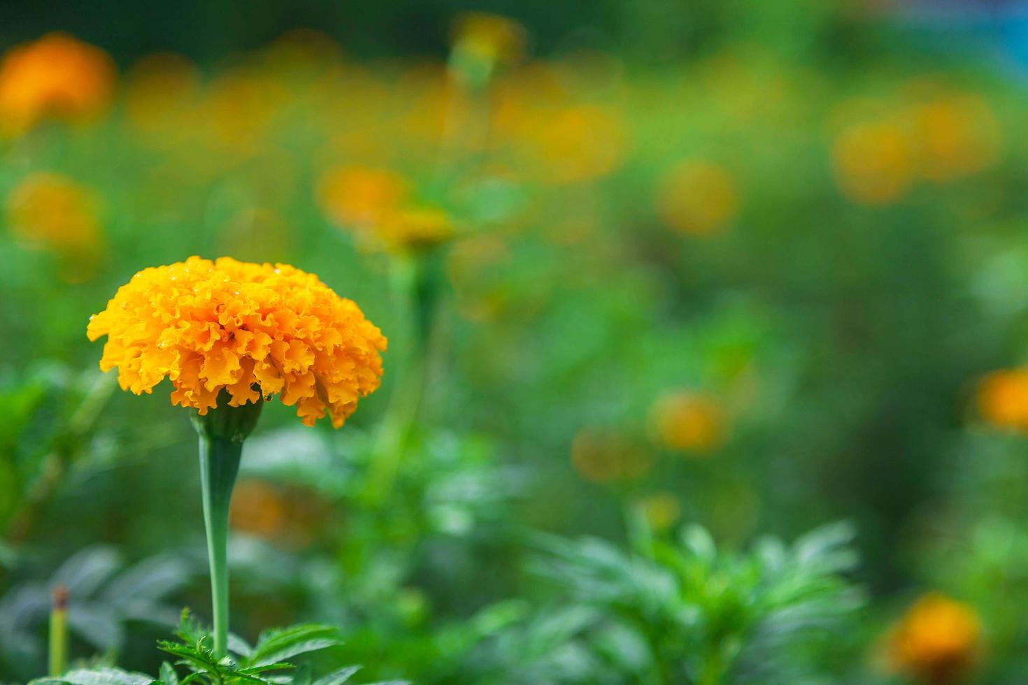 campi di calendula al mattino foto