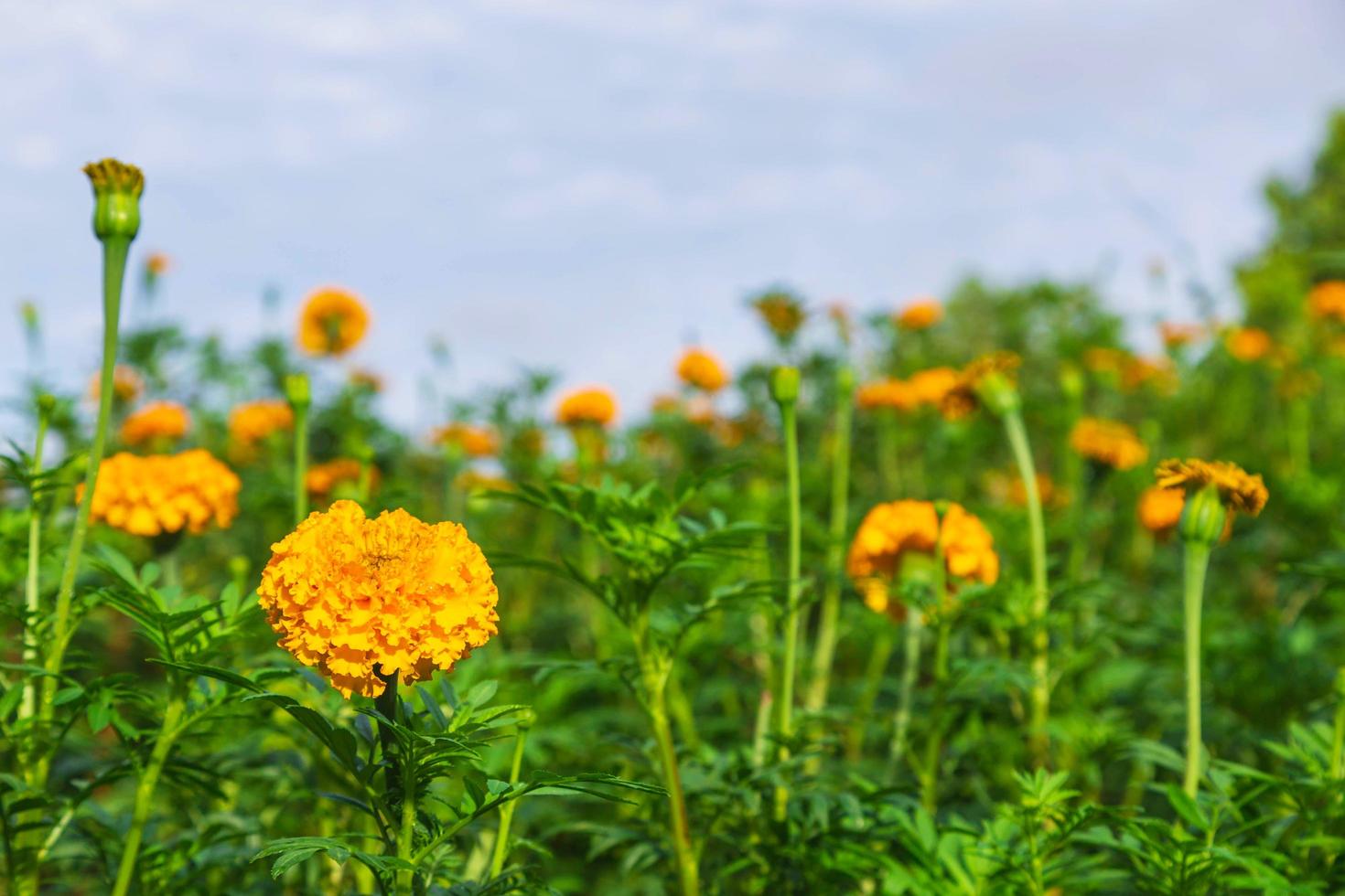 campi di calendula al mattino foto