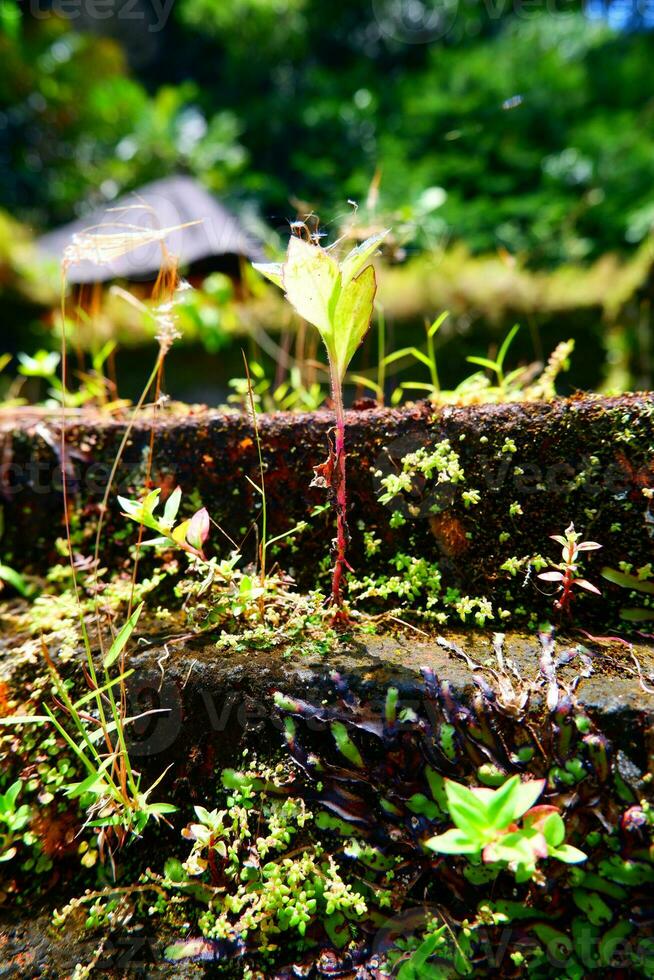 un' in crescita pianta foto