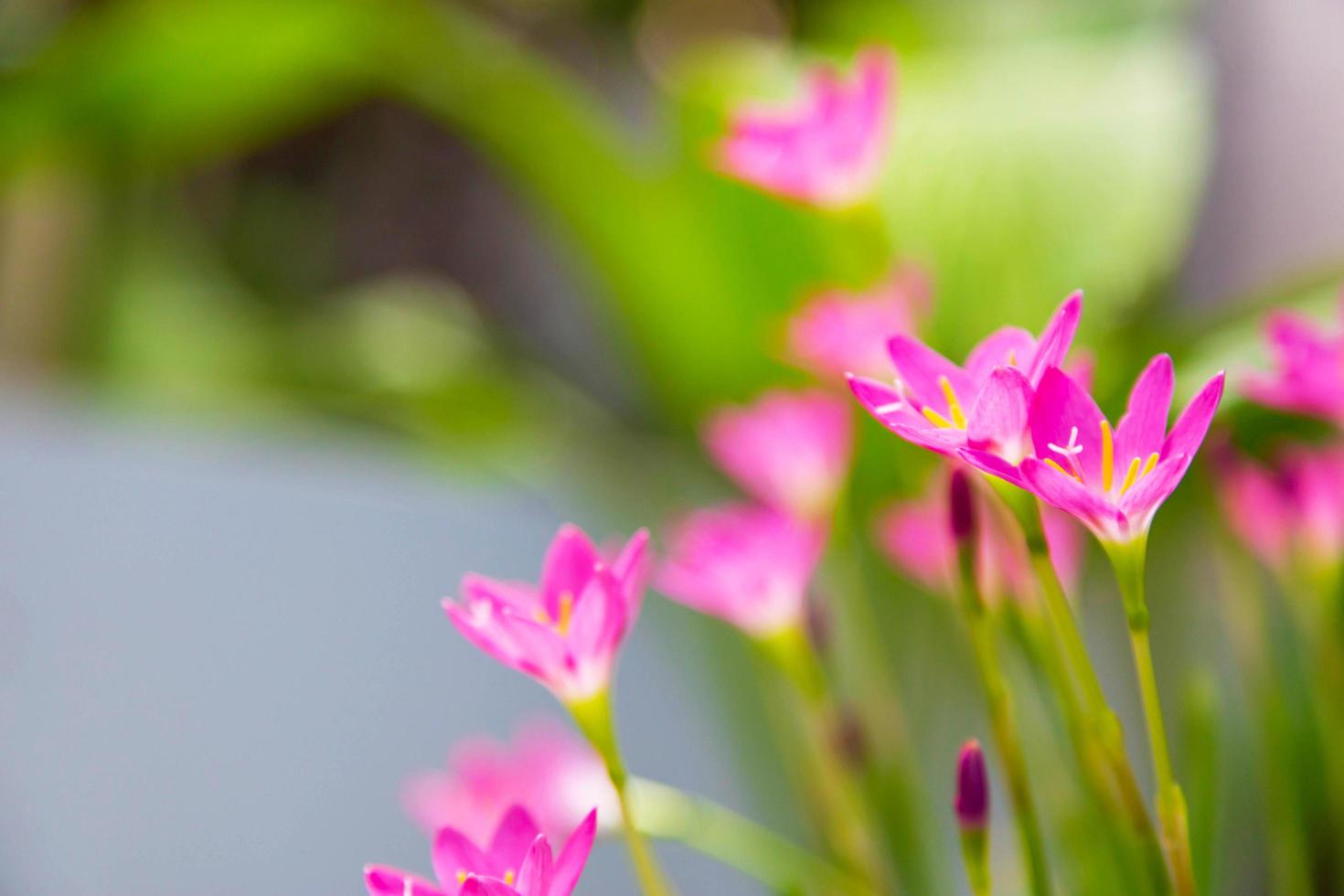 bellissimo fiore di giglio rosa della pioggia foto