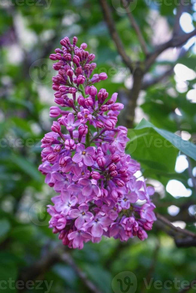 mazzo di fiori lilla freschi con sfondo di foglie verdi foto