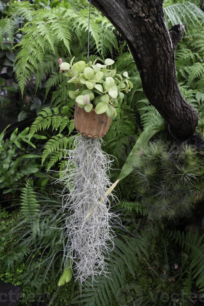 acqua che scorre nel giardino tropicale all'aperto, filmati d'archivio foto