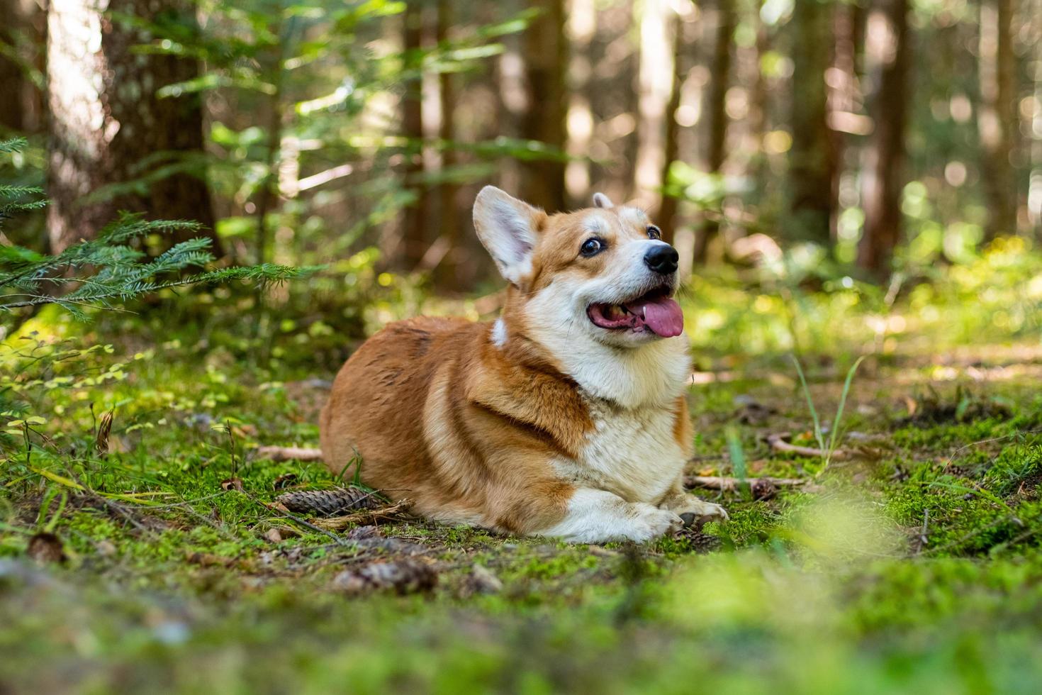 divertente ritratto di cane corgi all'aperto nella foresta foto