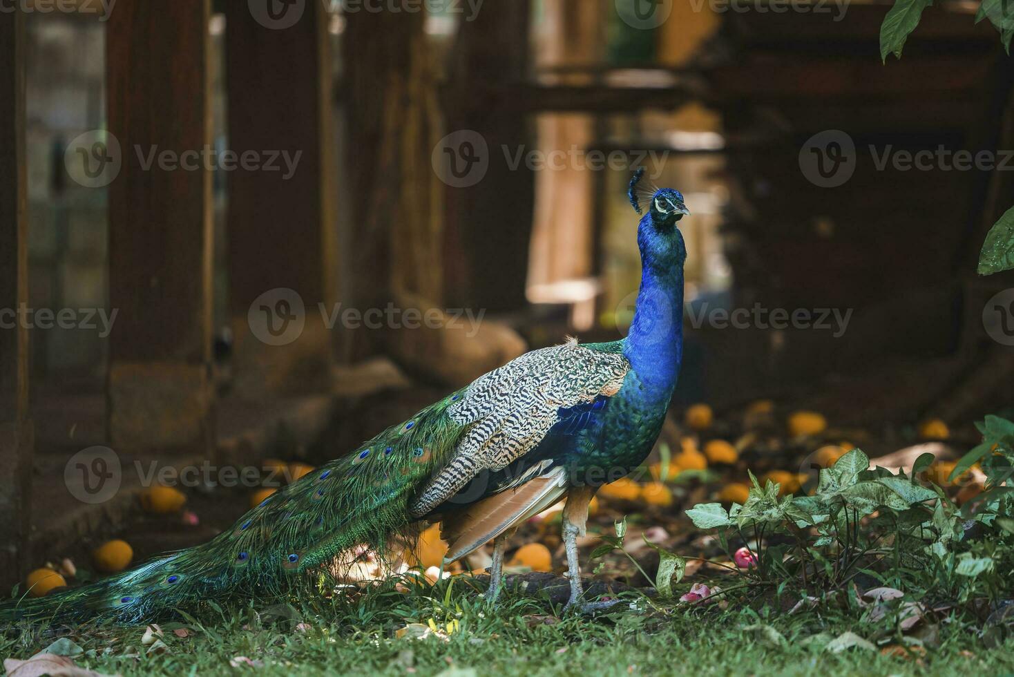 pavone con un' cresta su suo testa a il giardino foto