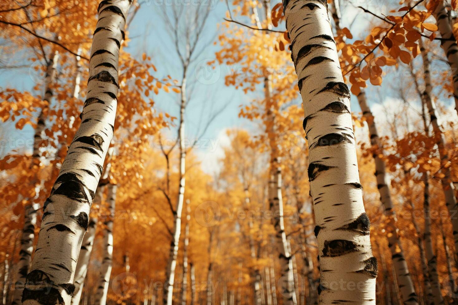 quello autunnale tavolozza arriva vivo nel il radiante betulla foresta su un' soleggiato pomeriggio ai generato foto