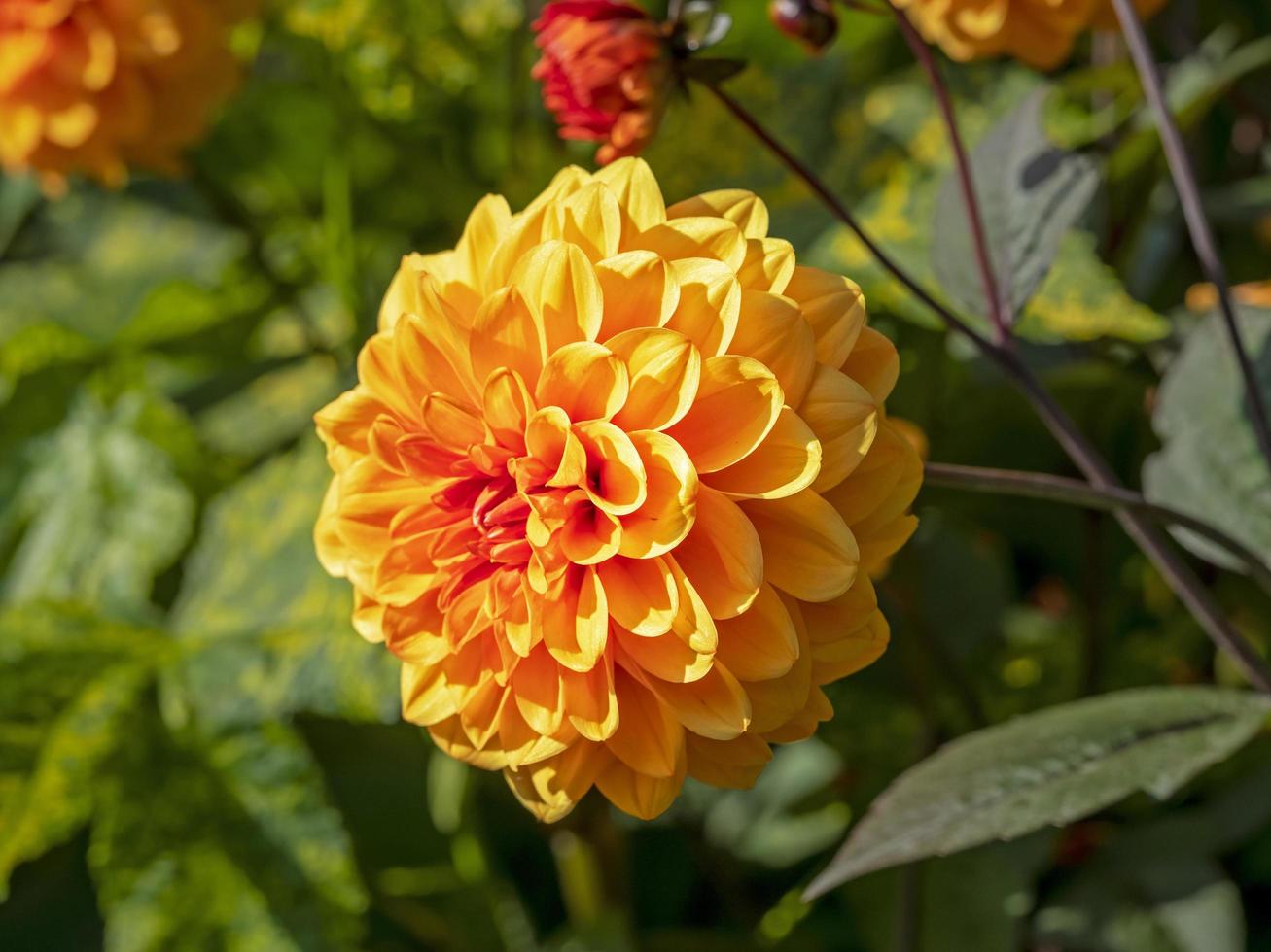 bellissimo fiore arancione doppio dalia in un giardino foto