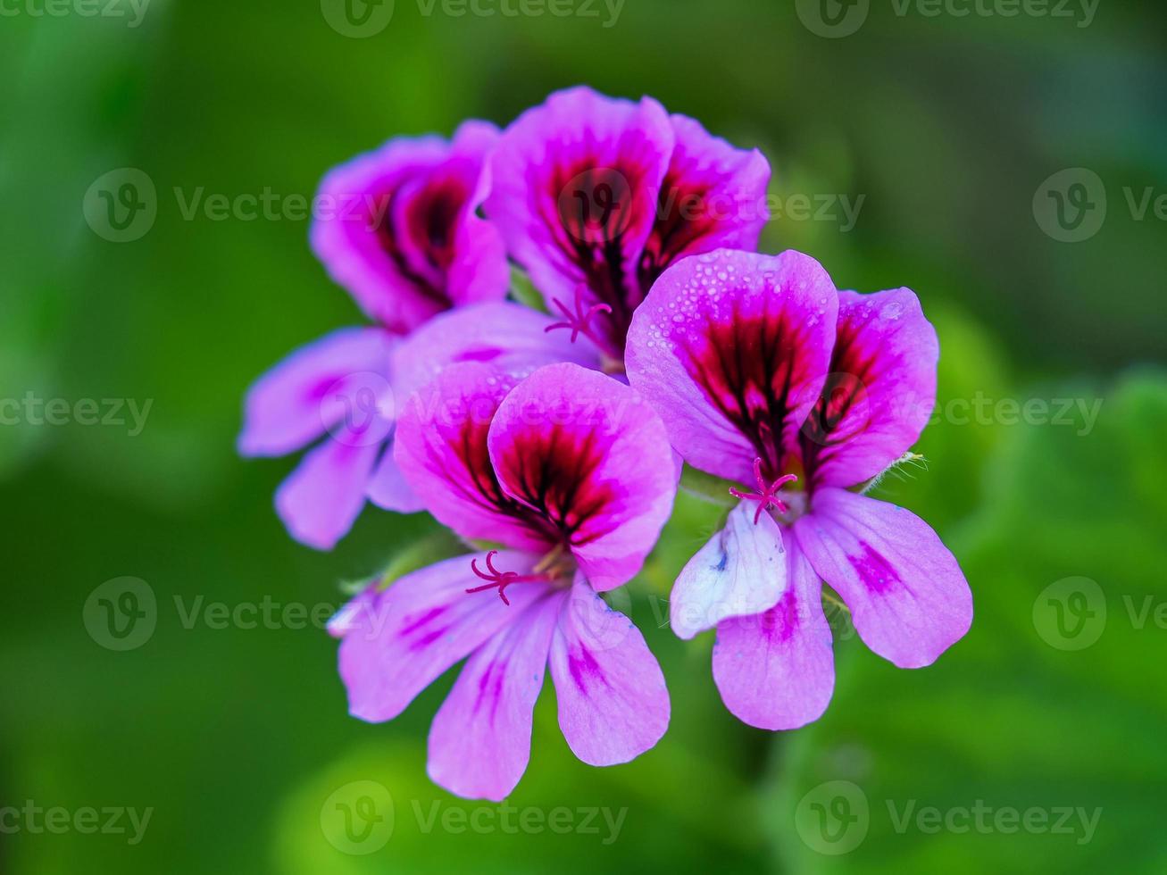 bellissimo fiore di geranio rosa pelargonium rosa viola foto