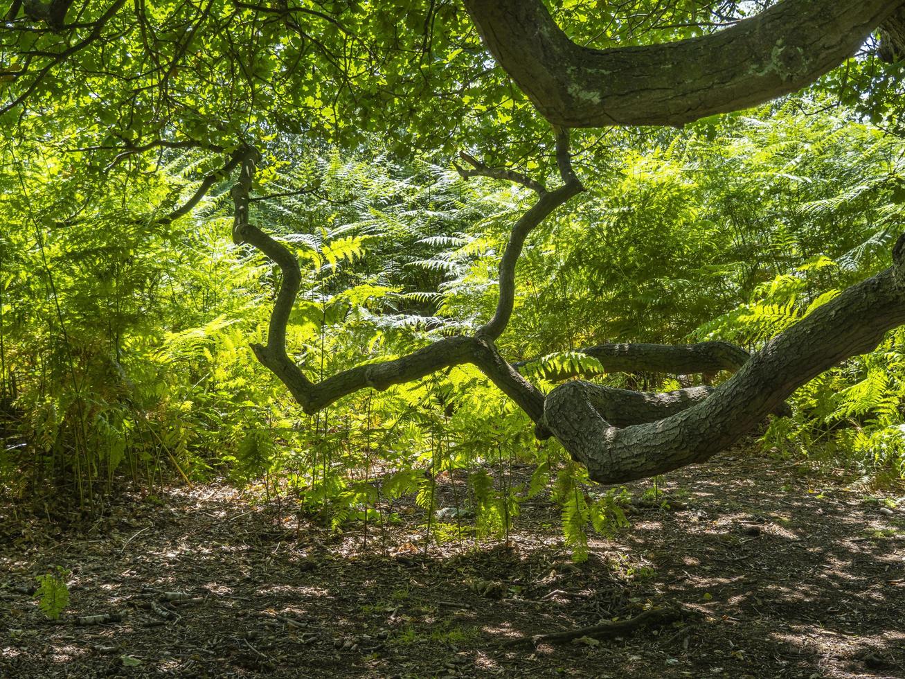 antichi rami di quercia in un bosco foto
