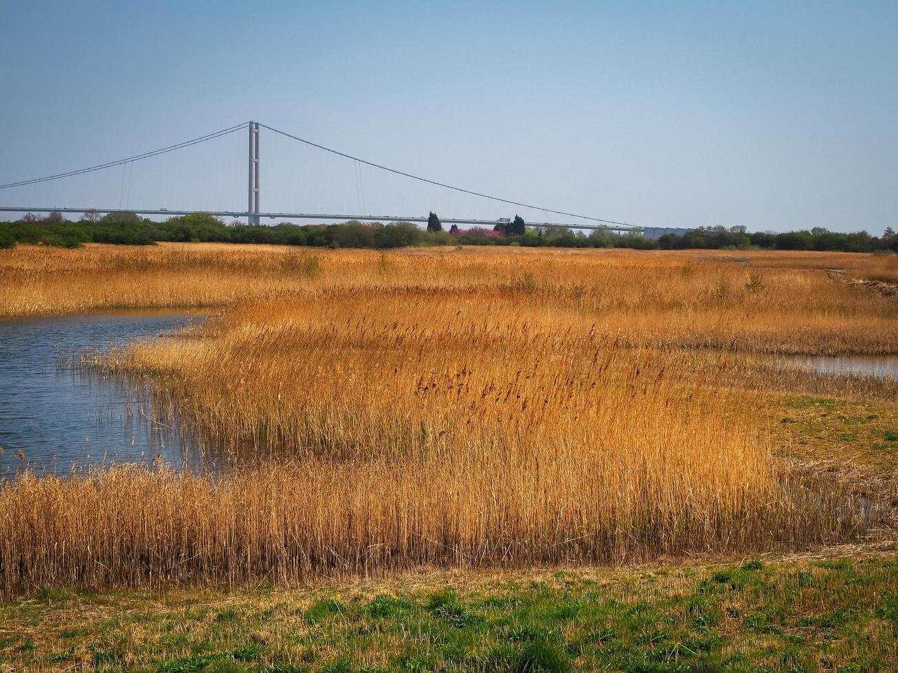 canneti a far ings riserva naturale del nord lincolnshire con una vista del ponte humber foto