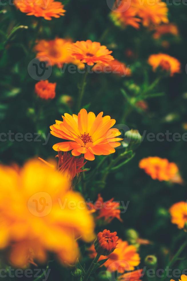 bellissimo sfondo di calendula officinalis foto