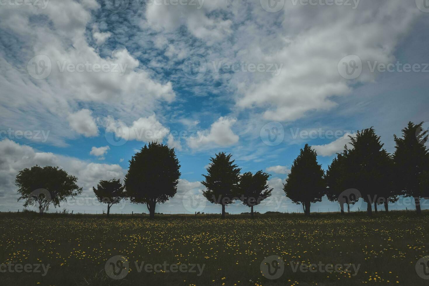 fiorito paesaggio, la pampa, argentina foto