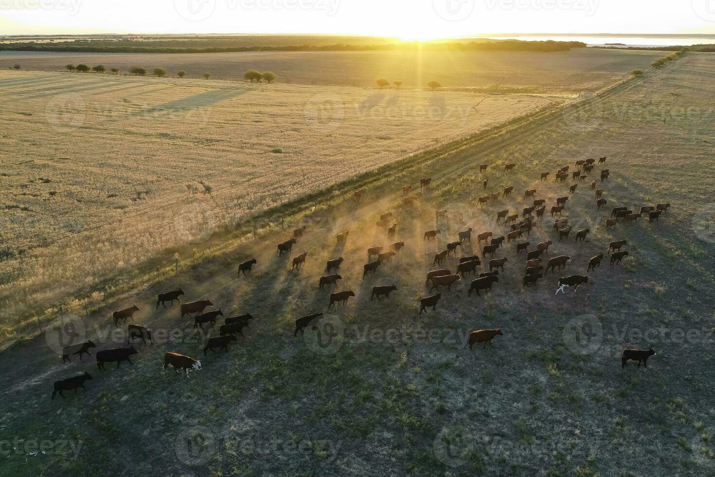 bestiame raccolta nel pampa campagna, la pampa Provincia, argentina. foto