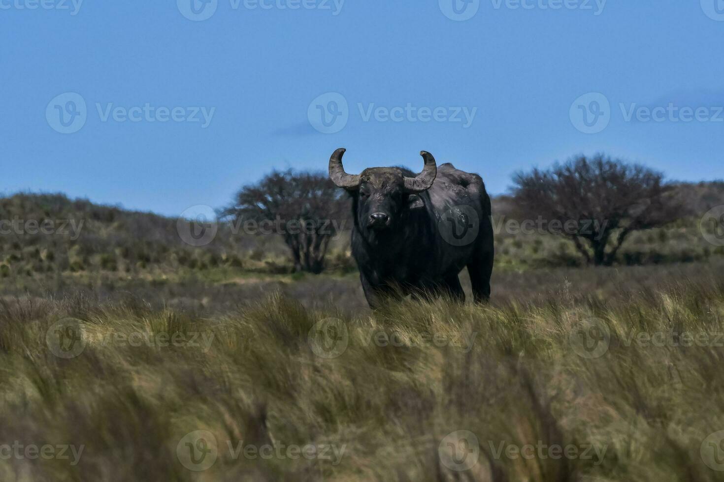 acqua bufalo, bubalus bubalis, specie introdotto nel argentina, la pampa Provincia, patagonia. foto