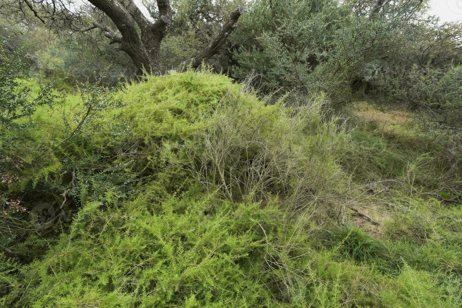 calden foresta paesaggio, geoffrea decorticans impianti, la pampa Provincia, patagonia, argentina. foto