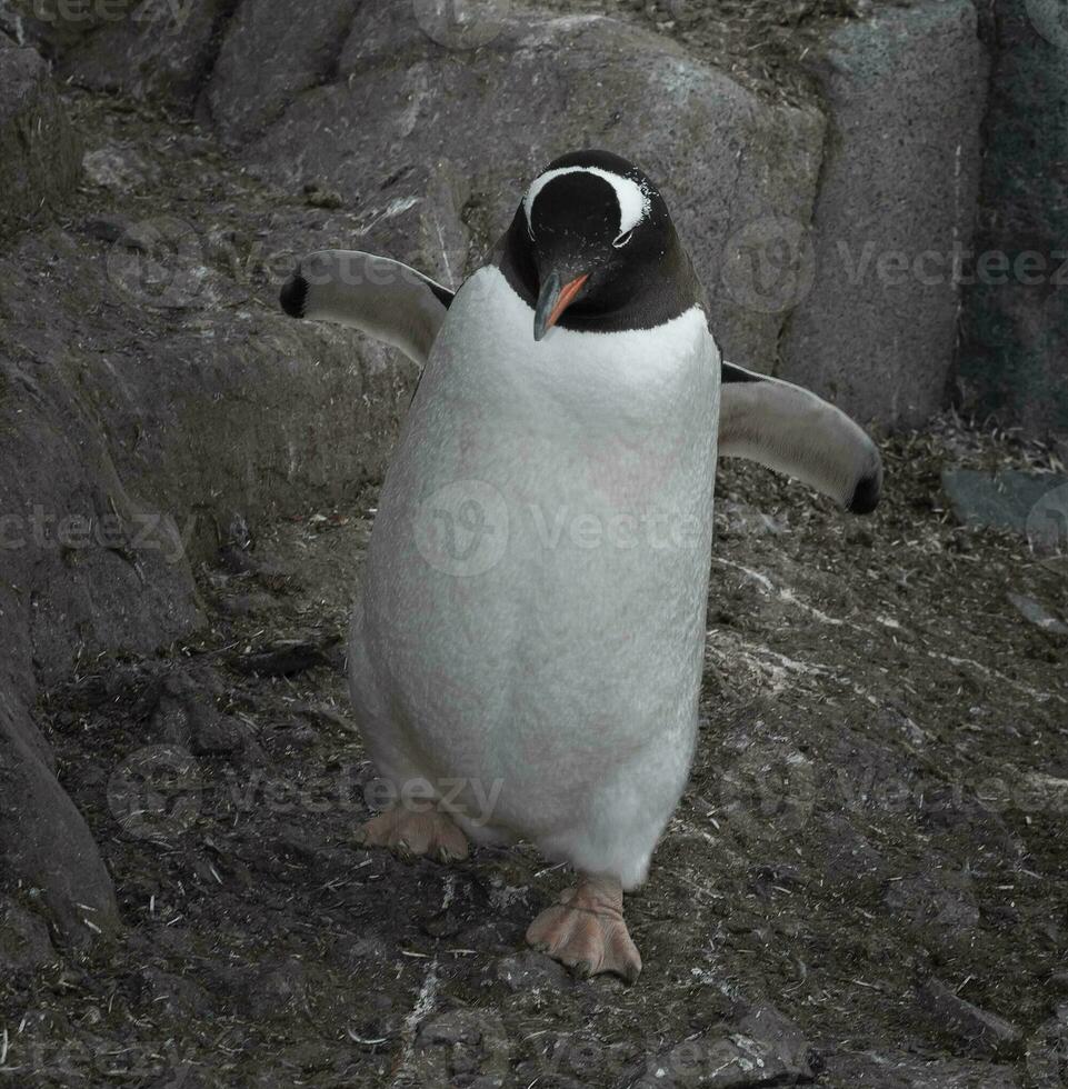 gentoo pinguino, pygoscelis Papua, antartico. foto