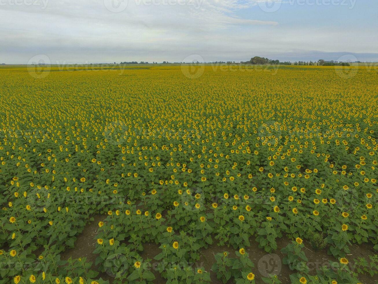 girasole coltivazione, aereo Visualizza, nel pampa regione, argentina foto