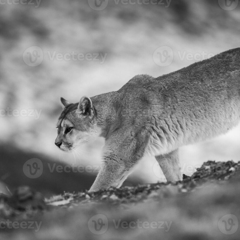 puma a piedi nel montagna ambiente, torres del paine nazionale parco, patagonia, chile. foto