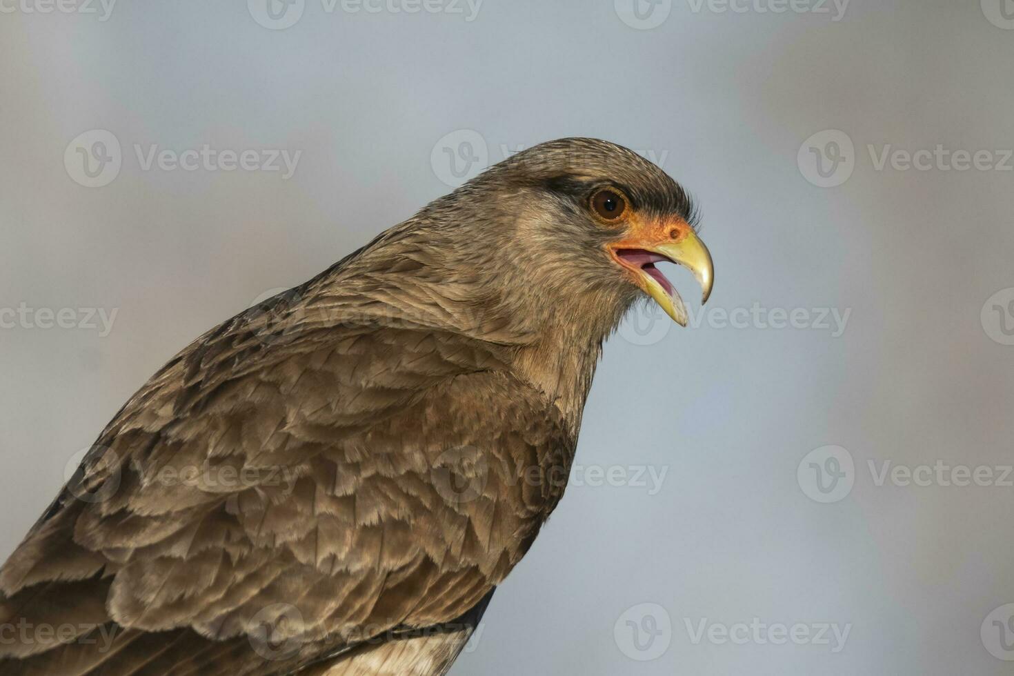 Caracara chimango ritratto , la pampa Provincia, patagonia , argentina foto