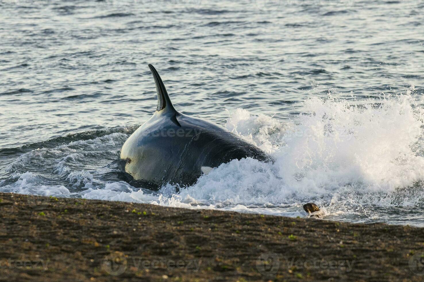 orca caccia mare leoni, patagonia , argentina foto