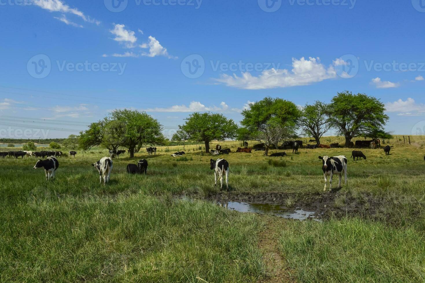 manzi alimentato su pascolo, la pampa, argentina foto