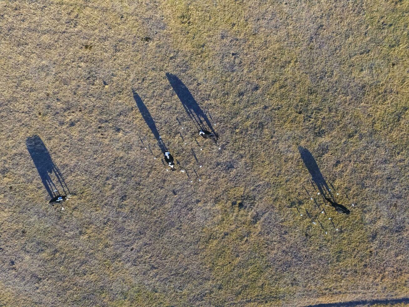 grande scala carne produzione nel argentina, aereo Visualizza di un' lotto di mucche foto