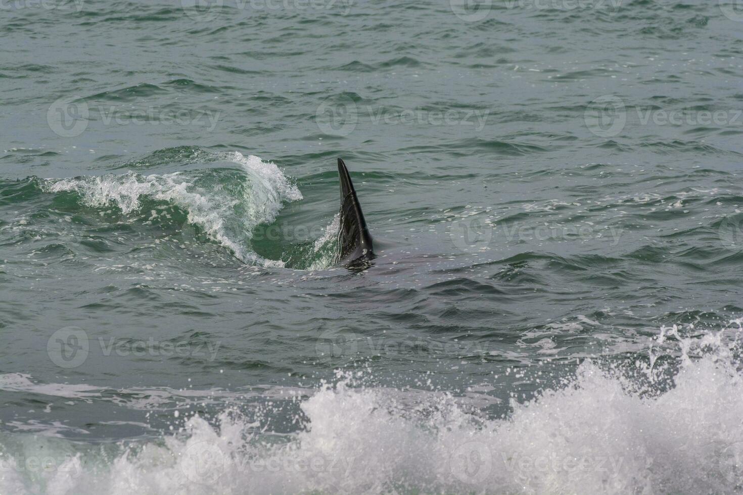 orca pattugliamento il costa di il mare, patagonia, argentina foto