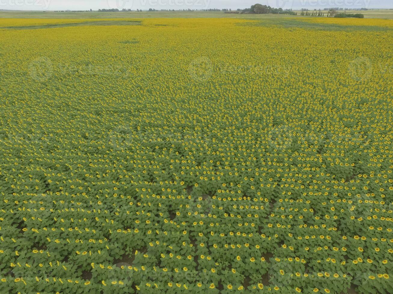 girasole coltivazione, aereo Visualizza, nel pampa regione, argentina foto